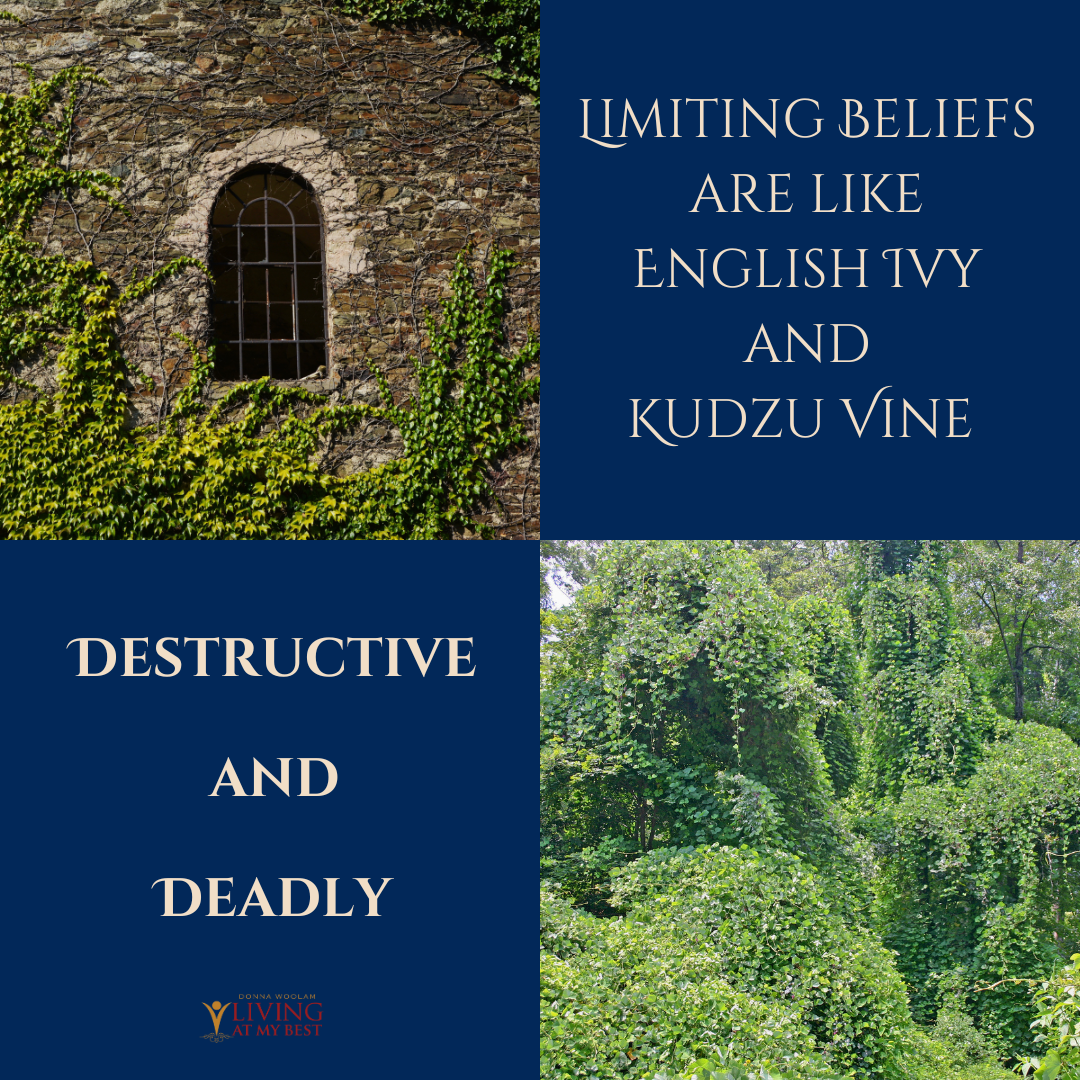Ivy and Kudzu English Ivy Kudzu Vine Limiting Beliefs Donna Woolam